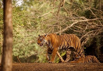 Ranthambore 1