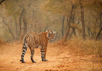 Ranthambore