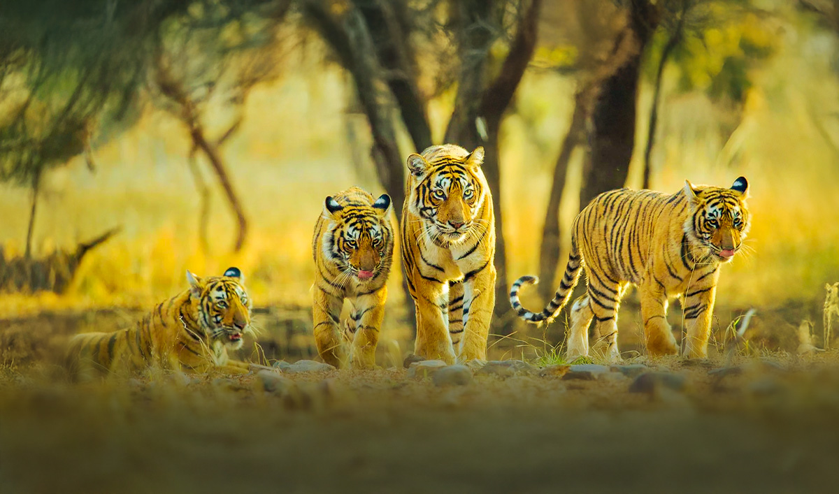 wildlife tours copy